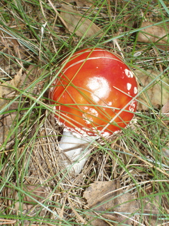 Nature 2006 09 08-159